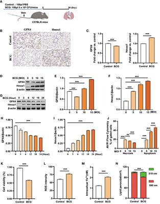 Corrigendum: Heme oxygenase-1 modulates ferroptosis by fine-tuning levels of intracellular iron and reactive oxygen species of macrophages in response to Bacillus Calmette-Guerin infection